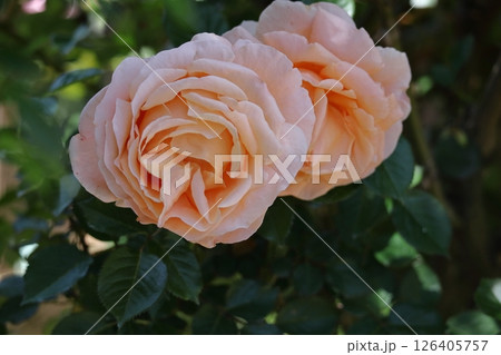 花の女王 花の女王 126405757