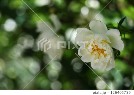 花の女王 126405759