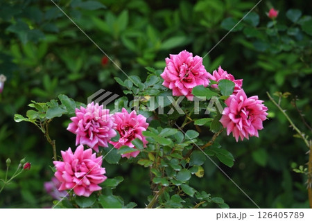 花の女王 花の女王 126405789