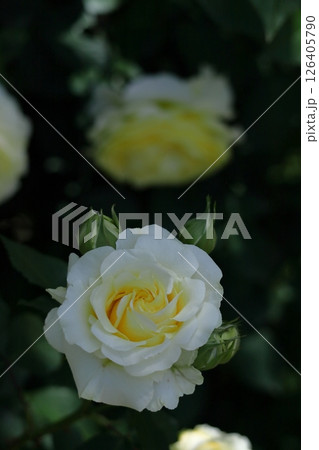 花の女王 126405790