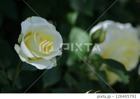 花の女王 花の女王 126405791