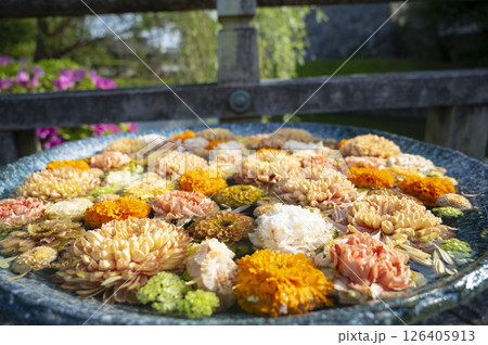 行田 花手水 126405913