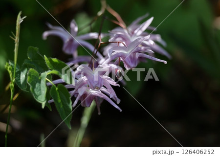 船の錨に似た花 船の錨に似た花 126406252