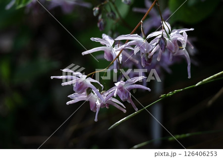 船の錨に似た花 126406253