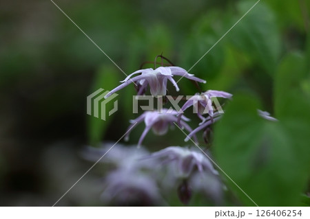 船の錨に似た花 船の錨に似た花 126406254