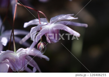 船の錨に似た花 126406255