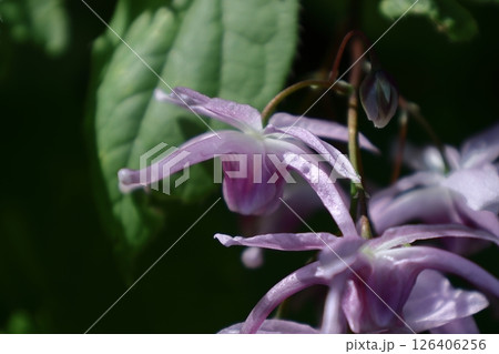 船の錨に似た花 船の錨に似た花 126406256