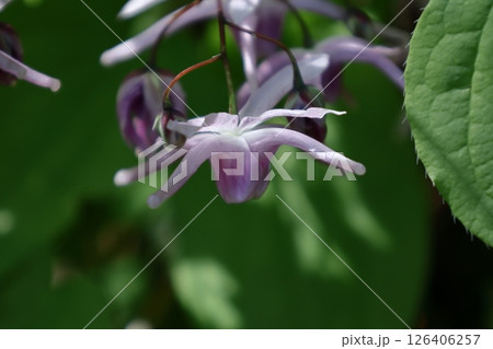 船の錨に似た花 船の錨に似た花 126406257
