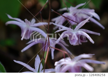 船の錨に似た花 126406258