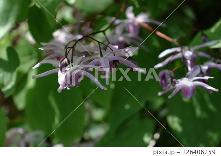 船の錨に似た花 126406259