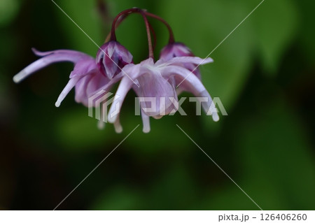 船の錨に似た花 126406260