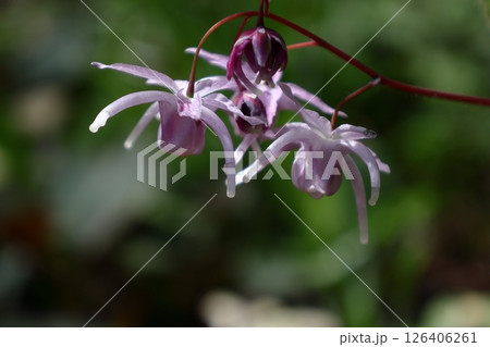 船の錨に似た花 126406261