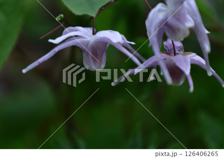 船の錨に似た花 船の錨に似た花 126406265