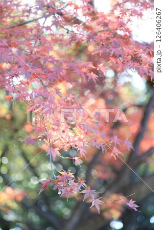 鮮やかな紅葉 126406267