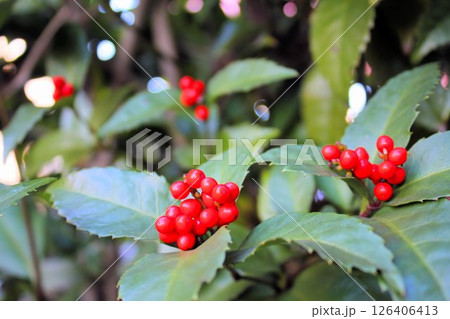 赤いセンリョウの実 126406413