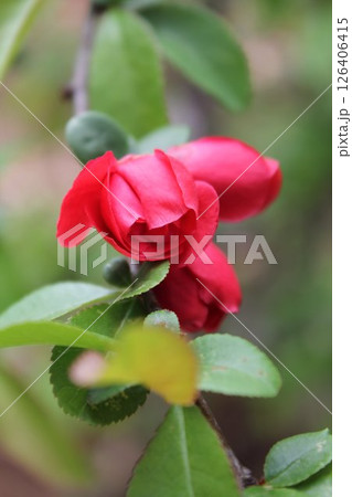 満開までもう少しの木瓜 126406415