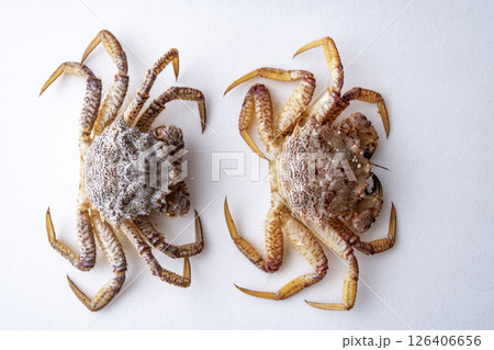 クリガニ　トゲクリガニ　 126406656