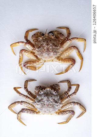 クリガニ　トゲクリガニ　 126406657