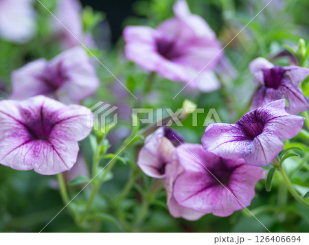 Petunia flower in in summer meadow. Petunia flower in in summer meadow. 126406694