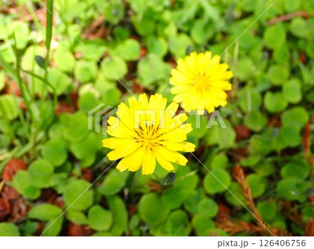 黄色い小さなジシバリの花 黄色い小さなジシバリの花 126406756