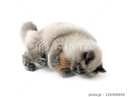 siberian cat in studio 126406840