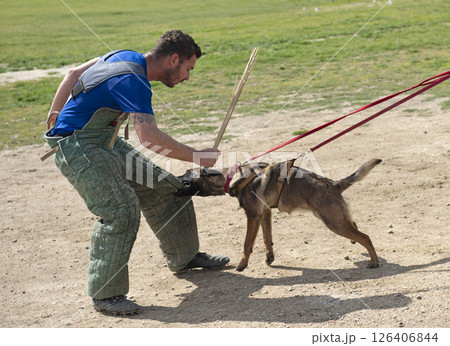 training of belgian shepherd training of belgian shepherd 126406844