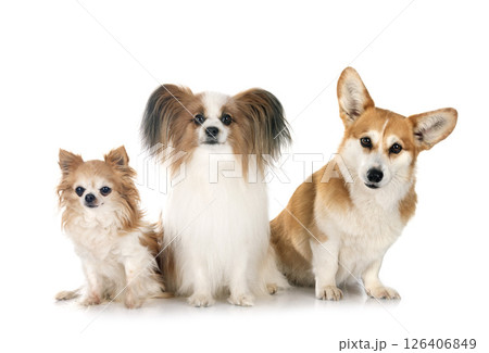 Pembroke Welsh Corgi, papillon dog and chihuahua 126406849