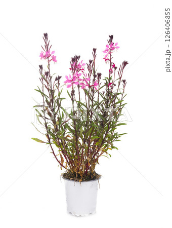 gaura in studio 126406855