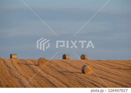 刈り取りが終わった後のムギ畑と麦ロール 126407027