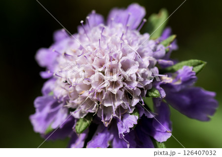 黒背景の満開の紫色のマツムシソウ 126407032