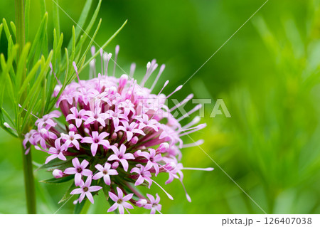 ピンクのハナクルマバソウのクローズアップ 126407038