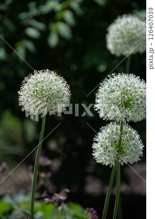 夏の花畑の満開のアリウム 126407039