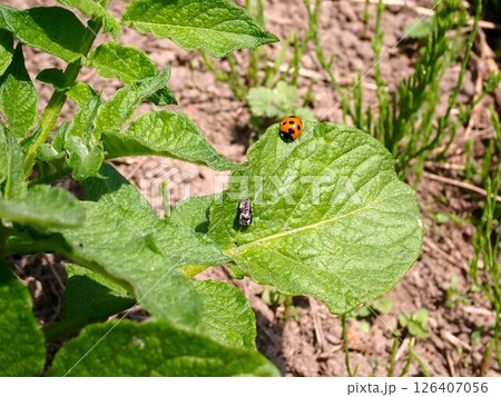 葉にとまる生まれたばかりのてんとう虫 葉にとまる生まれたばかりのてんとう虫 126407056