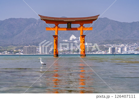 《広島県》宮島厳島神社・大鳥居 126407111