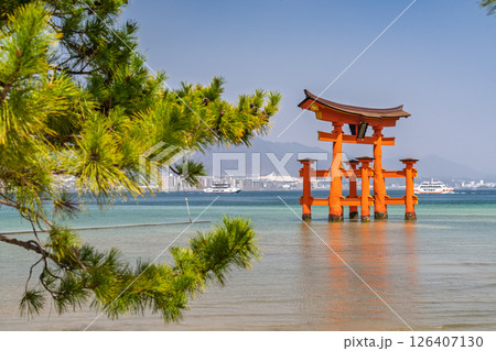 《広島県》宮島厳島神社・大鳥居 《広島県》宮島厳島神社・大鳥居 126407130