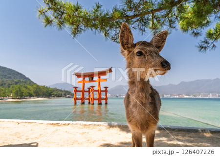 《広島県》宮島厳島神社・大鳥居と鹿 126407226