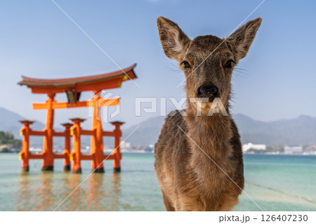 《広島県》宮島厳島神社・大鳥居と鹿 126407230