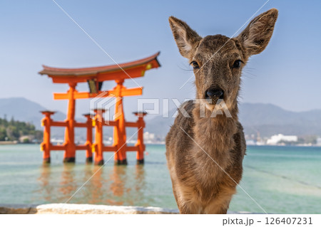《広島県》宮島厳島神社・大鳥居と鹿 126407231