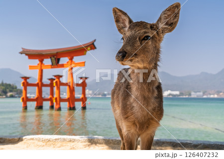 《広島県》宮島厳島神社・大鳥居と鹿 《広島県》宮島厳島神社・大鳥居と鹿 126407232