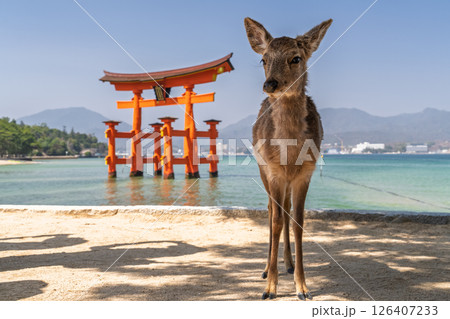 《広島県》宮島厳島神社・大鳥居と鹿 126407233