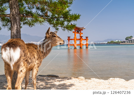 《広島県》宮島厳島神社・大鳥居と鹿 126407236