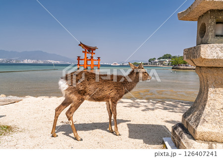《広島県》宮島厳島神社・大鳥居と鹿 《広島県》宮島厳島神社・大鳥居と鹿 126407241