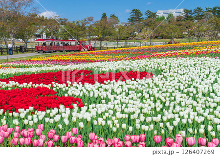 ひるがの高原 牧歌の里、満開のチューリップ〈岐阜県郡上市〉 ひるがの高原 牧歌の里、満開のチューリップ〈岐阜県郡上市〉 126407269