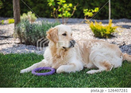 Golden retriever dog lying on green grass outdoors with a purple ring toy, calm and relaxed pet in a sunny garden setting Golden retriever dog lying on green grass outdoors with a purple ring toy, calm and relaxed pet in a sunny garden setting 126407281
