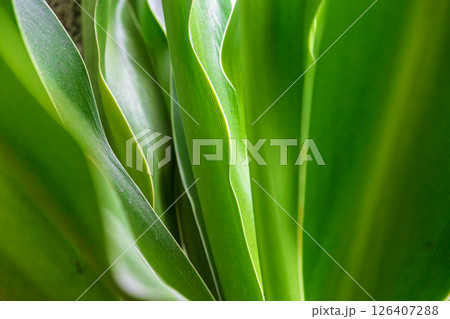 植物 工場 プランツ 126407288