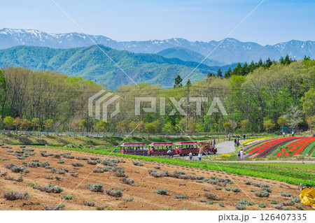 ひるがの高原 牧歌の里、満開のチューリップ〈岐阜県郡上市〉 126407335