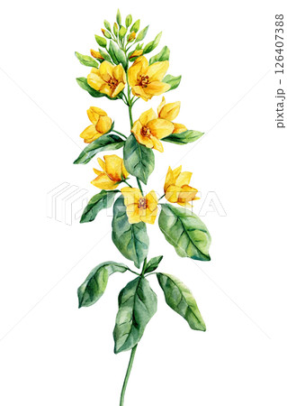 Yellow wildflowers green leafy stem. Hand-painted floral design. Primulaceae Watercolor botanical illustration herb art 126407388
