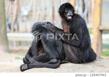 クロクモザル クロクモザル 126407401