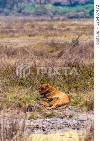 Lion Cubs in the Ngorogoro Crater Lion Cubs in the Ngorogoro Crater 126407472