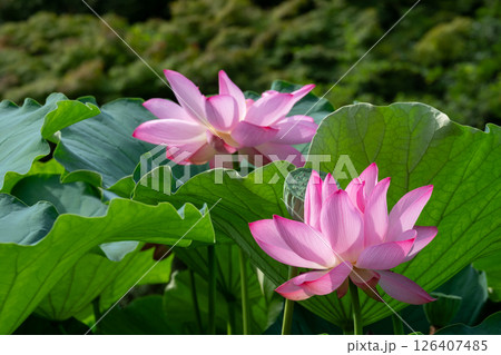 瑞々しい葉に囲まれて咲く二輪の蓮の花の美しい夏景色 126407485